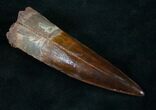 Top Quality Spinosaurus Tooth #9065-1